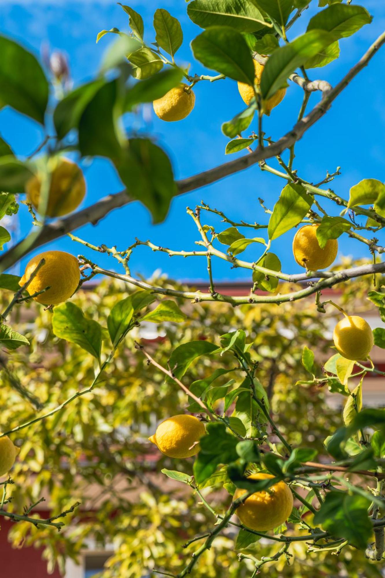 La Fabrique A Poupees - Et De Charme Au Coeur De Frühstückspension Menton
